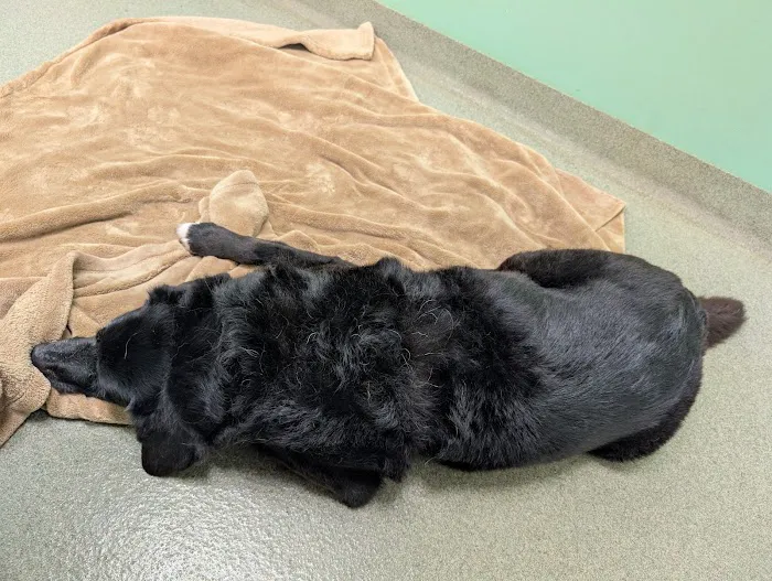 Athens Animal Clinic Picture 4
