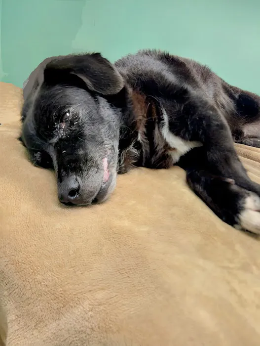 Athens Animal Clinic Picture 1