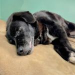 Athens Animal Clinic