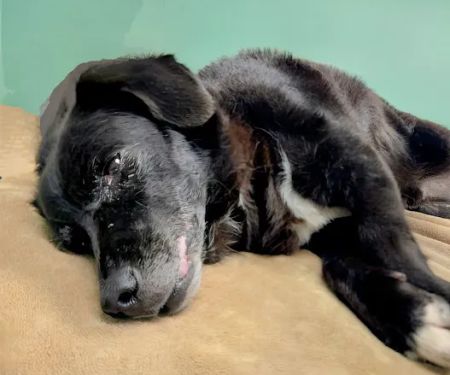 Athens Animal Clinic