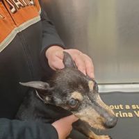 Columbus Animal Hospital ico