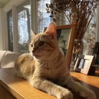 Columbus Veterinary Services ico