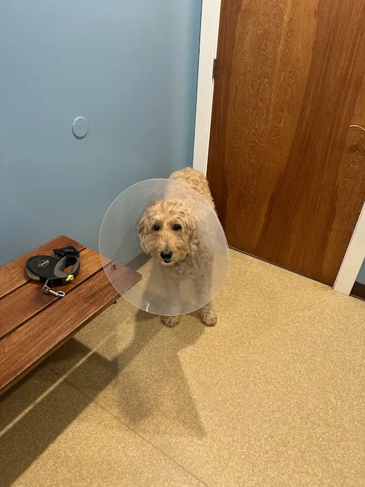 Columbus Veterinary Services Picture 7