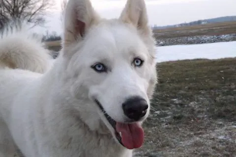 Best Friends Animal Healthcare Picture 1