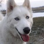 Best Friends Animal Healthcare