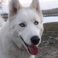 Best Friends Animal Healthcare ico