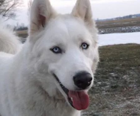 Best Friends Animal Healthcare