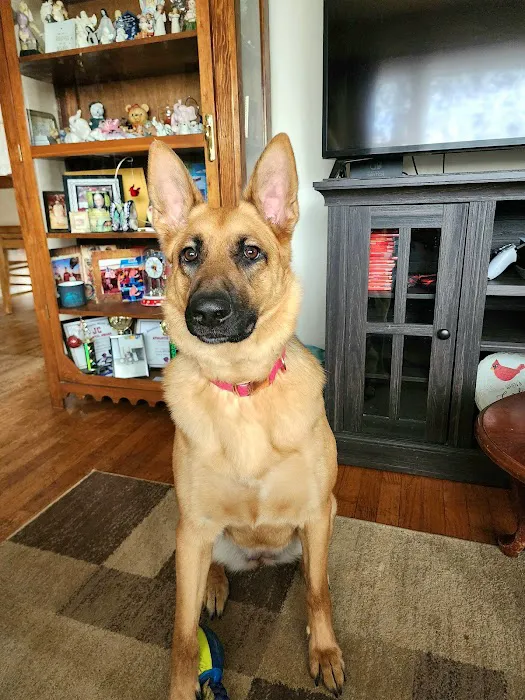 RLM Veterinary Services P.C. Picture 8