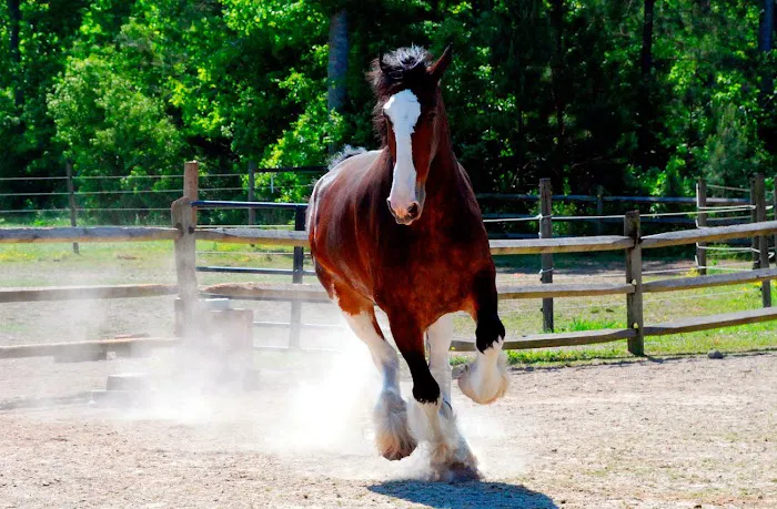 RLM Veterinary Services P.C. Picture 10
