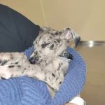 Jennings Veterinarians