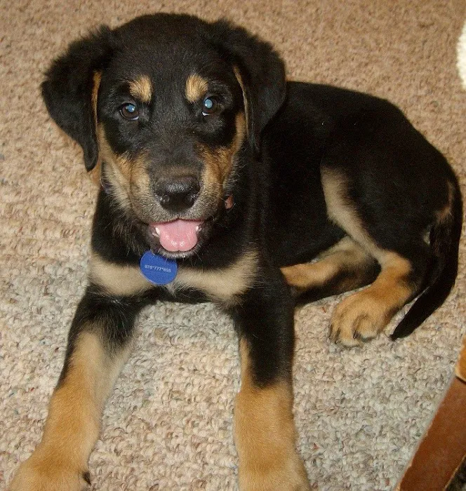 Jennings Veterinarians Picture 8