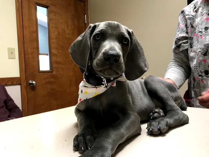 Alexandria Animal Hospital Picture 2