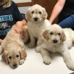 Alexandria Animal Hospital