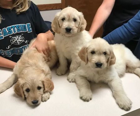 Alexandria Animal Hospital