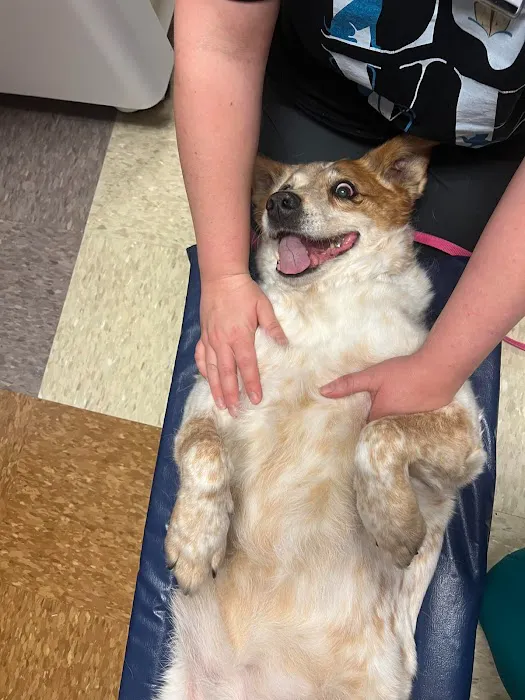 Noah's Animal Hospital North Picture 4