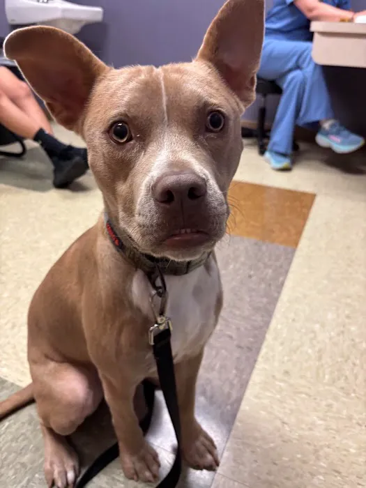 Noah's Animal Hospital North Picture 2