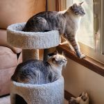 Noah's Animal Hospital North
