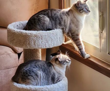 Noah's Animal Hospital North