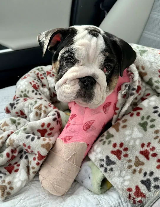 Small Animal Emergency Hospital of Westfield Picture 9