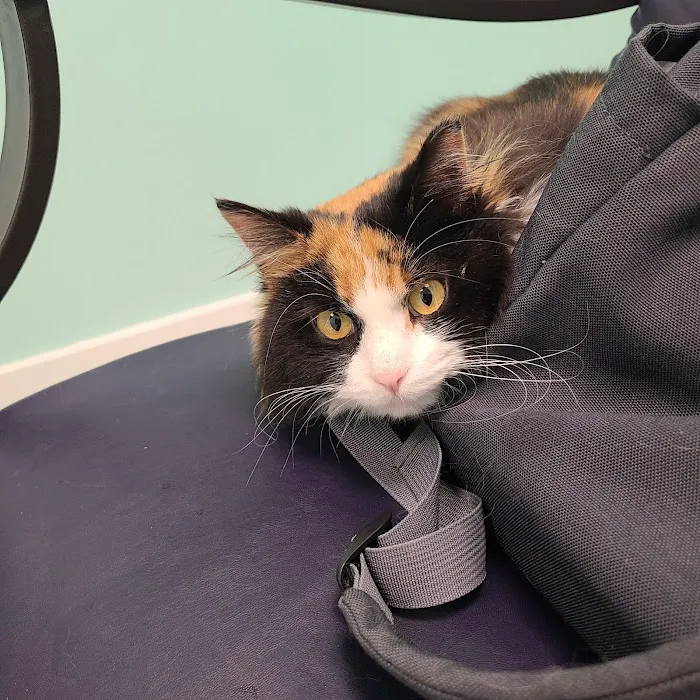Small Animal Emergency Hospital of Westfield Picture 7