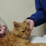 Dr.Camp Whitney D DVM
