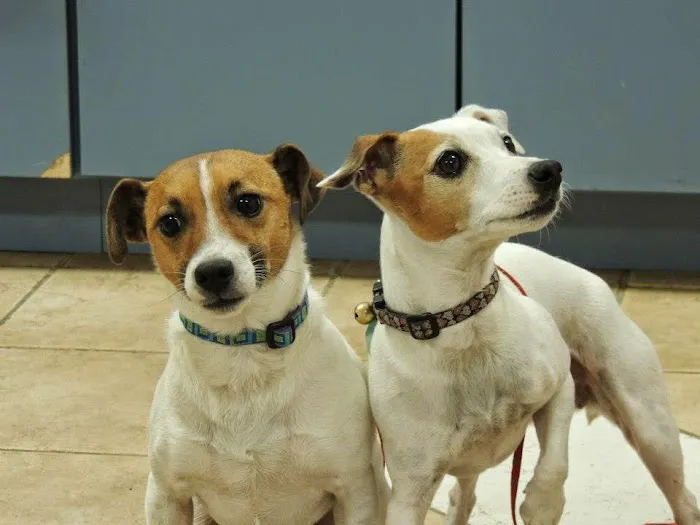 Heritage Animal Hospital North Picture 1