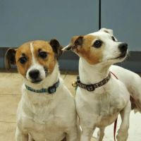 Heritage Animal Hospital North ico