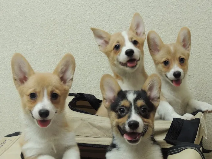 Heritage Animal Hospital North Picture 10