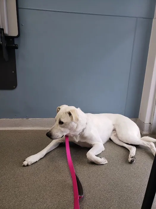 Petcare Animal Hospital Picture 6