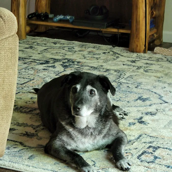 Petcare Animal Hospital Picture 8