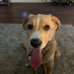 Wabash Valley Animal Hospital