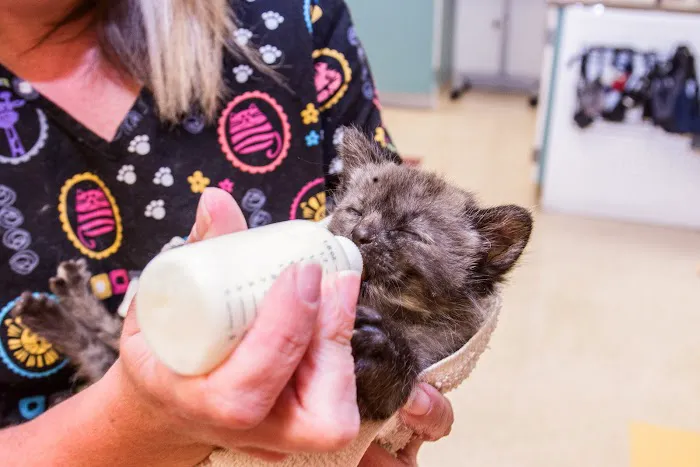 Brown Veterinary Hospital Picture 8