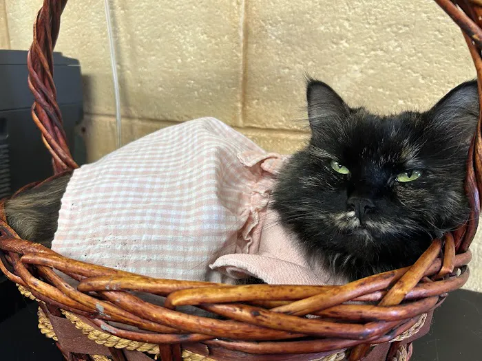 Honey Creek Animal Hospital Picture 3