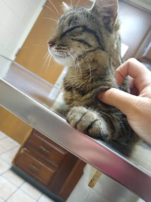 Honey Creek Animal Hospital Picture 4