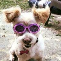 West Central Veterinary Services - Rockville ico
