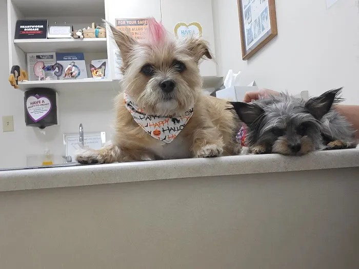 West Central Veterinary Services - Rockville Picture 10