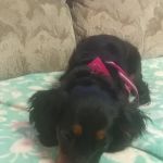 Perry Veterinary Clinic