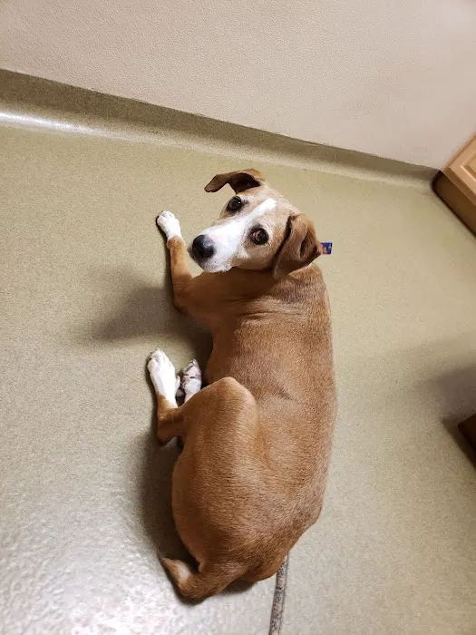 Frankfort Animal Hospital Picture 5