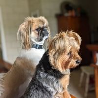 Frankfort Animal Hospital ico
