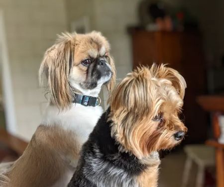 Frankfort Animal Hospital