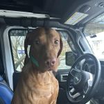 McDavitt Veterinary Clinic LLC