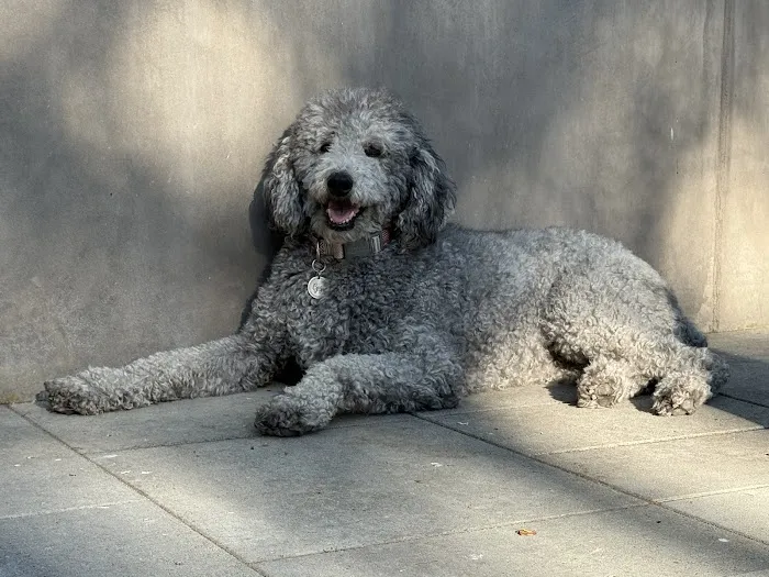 Burlingame Family Pet Hospital Picture 6