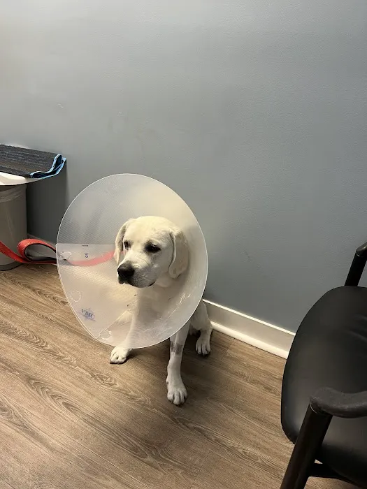 Burlingame Family Pet Hospital Picture 3