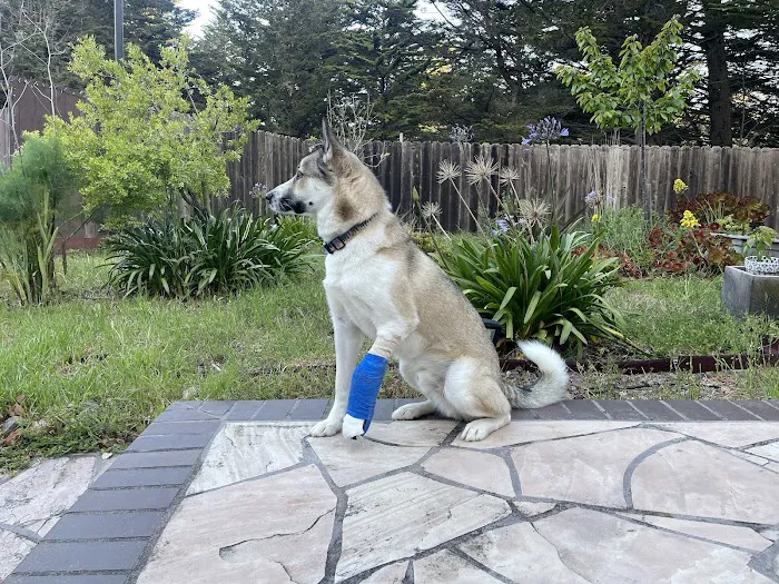 Burlingame Family Pet Hospital Picture 7