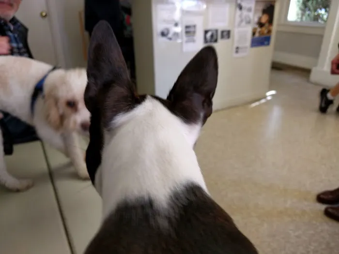 Camino Real Pet Clinic Picture 2