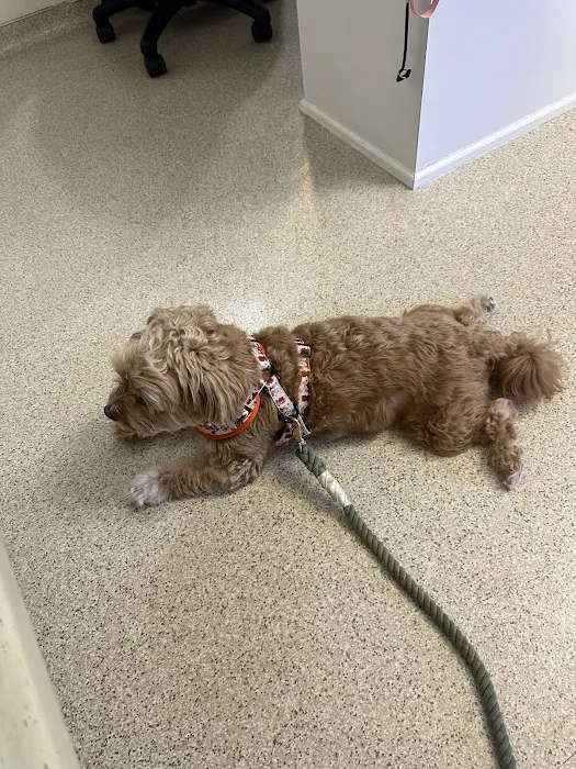 Camino Real Pet Clinic Picture 3