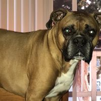Peninsula Avenue Veterinary Clinic ico