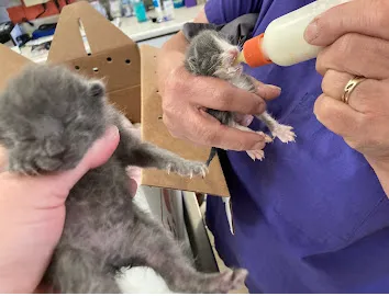 Peninsula Avenue Veterinary Clinic Picture 6