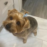 Chateau Veterinary Hospital ico