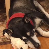 Chateau Veterinary Hospital: Nix Violet DVM ico